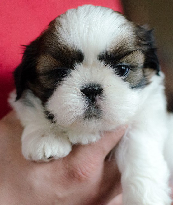 valencia_1month_old2